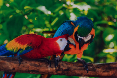 Epson EcoTank ET-15000 Parrots Picture