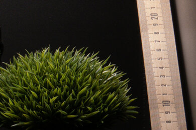 Panasonic LUMIX LX100 II Sharpness Scene Crop