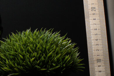 Sony α6600 Sharpness Scene Crop