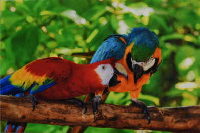 Epson Expression Photo XP-8800 Parrots Picture