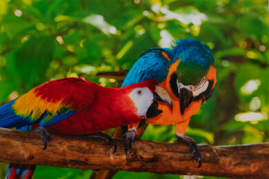 Canon PIXMA TS3720 Parrots Picture