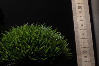 Nikon COOLPIX P1000 Sharpness Scene Crop