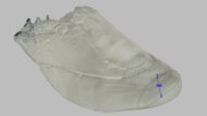 Dynafish Xiaonian Forefoot Height Photo