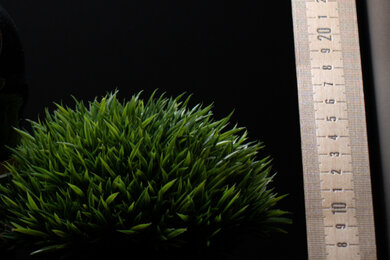 Nikon Z 6 Sharpness Scene Crop