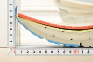 Mizuno Wave Horizon 9 Forefoot Rocker Photo
