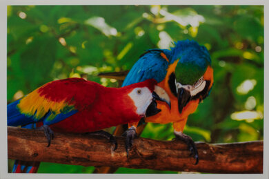 Canon MegaTank MAXIFY GX2020 Parrots Picture