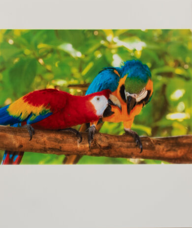 Canon SELPHY QX20 Parrots Picture