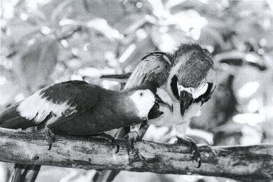 Canon imageCLASS MF242dw Parrots Picture