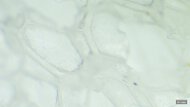 Brooks Glycerin GTS 23 Primary Foam Picture