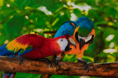 Canon PIXMA TR8620a Parrots Picture