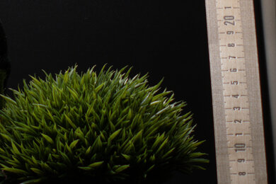 Canon EOS 90D Sharpness Scene Crop