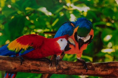 HP OfficeJet Pro 7740 Parrots Picture