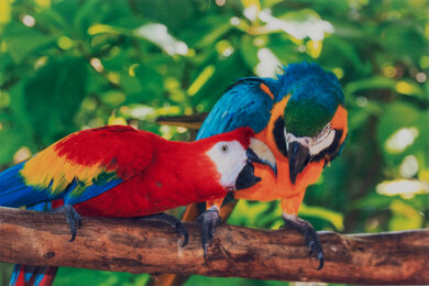 Epson Expression Home XP-4200 Parrots Picture