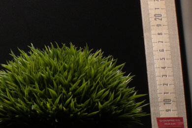 Panasonic LUMIX G97 Sharpness Scene Crop