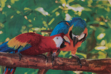 Brother MFC-L3770CDW Laser Parrots Picture