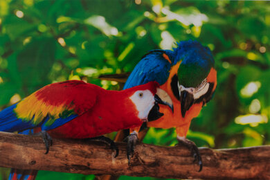 HP OfficeJet Pro 6978 Parrots Picture