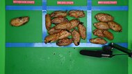 Fritaire Sorted Wings