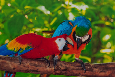 HP Smart Tank 7602 Parrots Picture