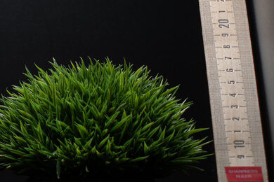 Nikon D850 Sharpness Scene Crop