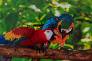 Epson WorkForce Pro WF-3820 Parrots Picture