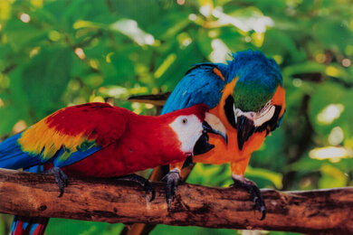 Canon PIXMA TR150 Parrots Picture