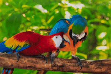 HP ENVY 6165e Parrots Picture