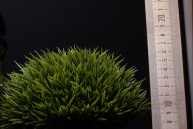 Fujifilm X-H2S Sharpness Scene Crop