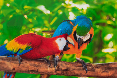 HP ENVY 6155e Parrots Picture