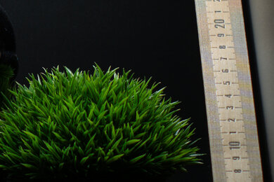 Sony α7 II Sharpness Scene Crop