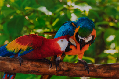 Canon PIXMA G3260/G3262 Parrots Picture