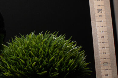 Nikon D5600 Sharpness Scene Crop