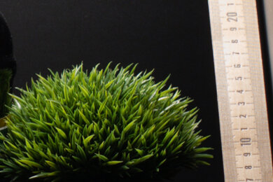 Panasonic LUMIX GH5s Sharpness Scene Crop