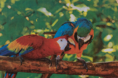 Brother HL-L3270CDW Laser Parrots Picture