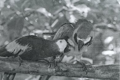Canon imageCLASS LBP122dw Parrots Picture