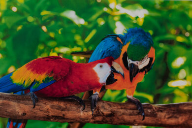 HP ENVY Inspire 7955e Parrots Picture