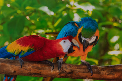 Canon PIXMA G7020 Parrots Picture