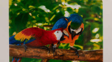 Liene Amber M100 Parrots Picture