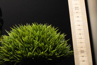 Canon EOS R8 Sharpness Scene Crop