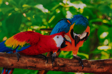 HP OfficeJet Pro 9125e Parrots Picture