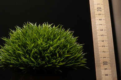 RICOH GR IIIx Sharpness Scene Crop