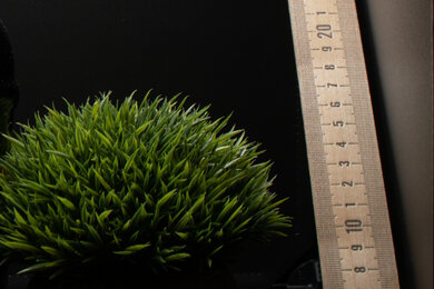 PENTAX K-3 Mark III Sharpness Scene Crop